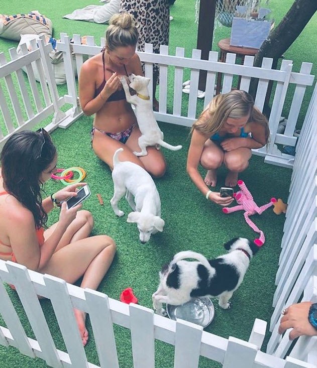 Puppy Hotel: Bali Hotel Provides Puppy Therapy With Stay