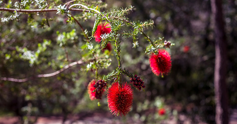 Explore The Wildflowers: Top 5 Places In The Perth Hills During Wildflower Season