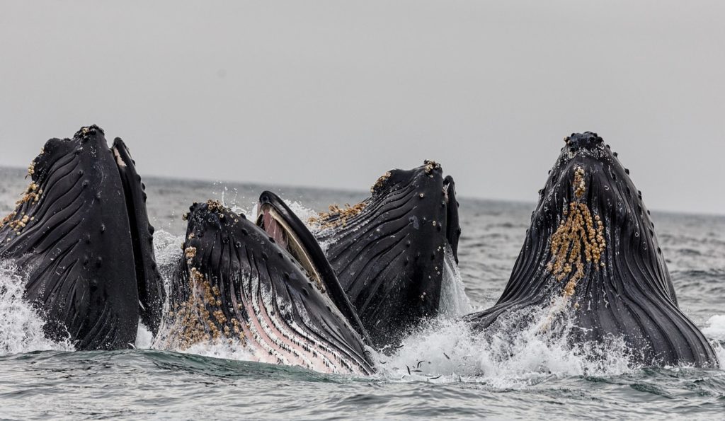 What Makes Monterey Bay The Ultimate Marine Lovers Stay