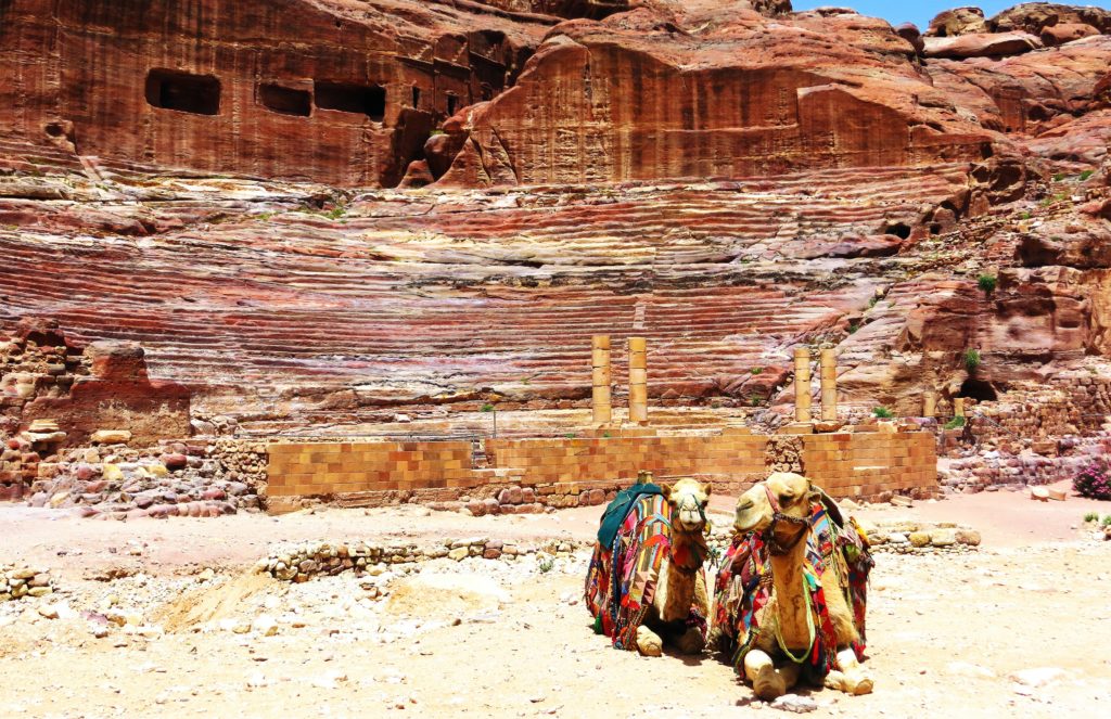Camels in Jordan Travel Story