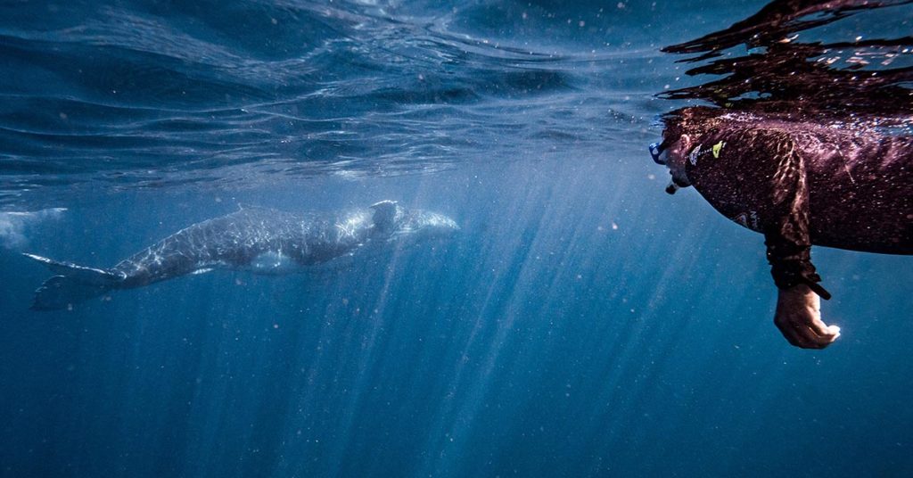 Swim with Humpback Whales Western Australia