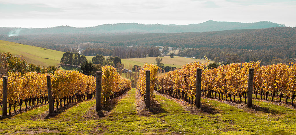 Clover hill vineyard 