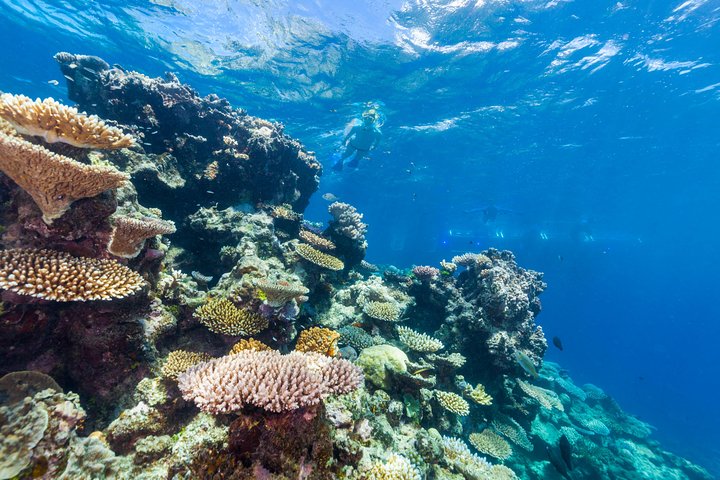best experiences in australia - great barrier reef 