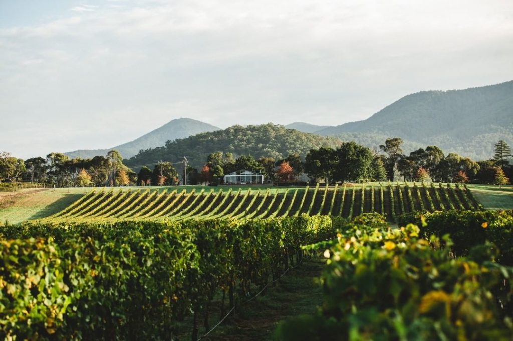 best wine tours in australia - yarra valley